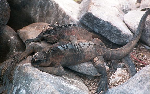 Well-fed iguanas thrive during a non-El Nio year.