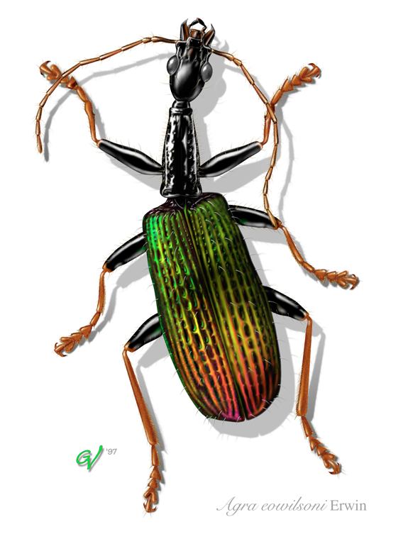 A rainforest beetle