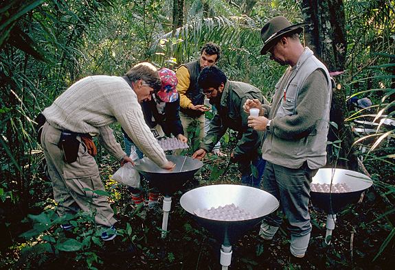 Terry Erwin and his team collect insects