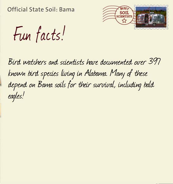 Official State Soil: Bama 
July 4th 


Bird watchers and scientists have documented over 397 known bird species living in Alabama. Many of these depend on Bama soils for their survival, including bald eagles! 
