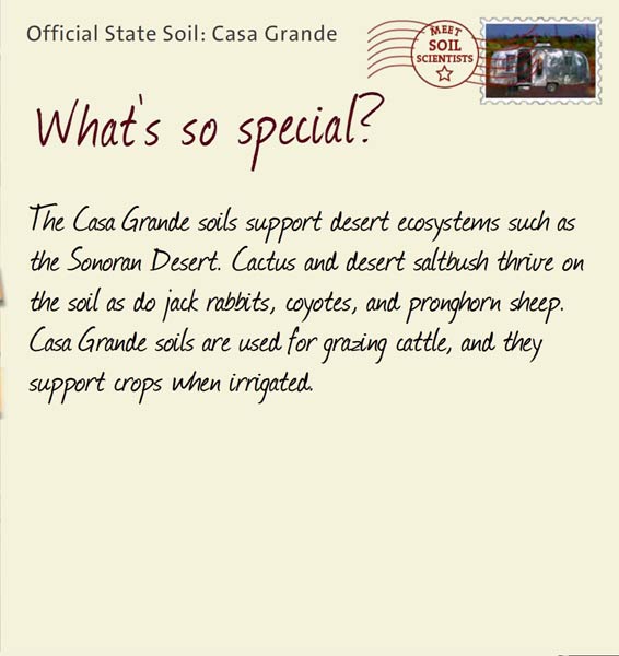Official State Soil: Casa Grande 
April 6th 


The Casa Grande soils support desert ecosystems such as the Sonoran Desert. Cactus and desert saltbush thrive on the soil as do jack rabbits, coyotes, and pronghorn sheep. Casa Grande soils are used for grazing cattle, and they support crops when irrigated.
