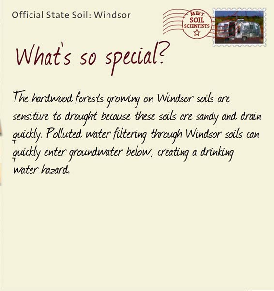 Official State Soil: Windsor 
December 5th 


The hardwood forests growing on Windsor soils are sensitive to drought because these soils are sandy and drain quickly. Polluted water filtering through Windsor soils can quickly enter groundwater below, creating a drinking water hazard.
