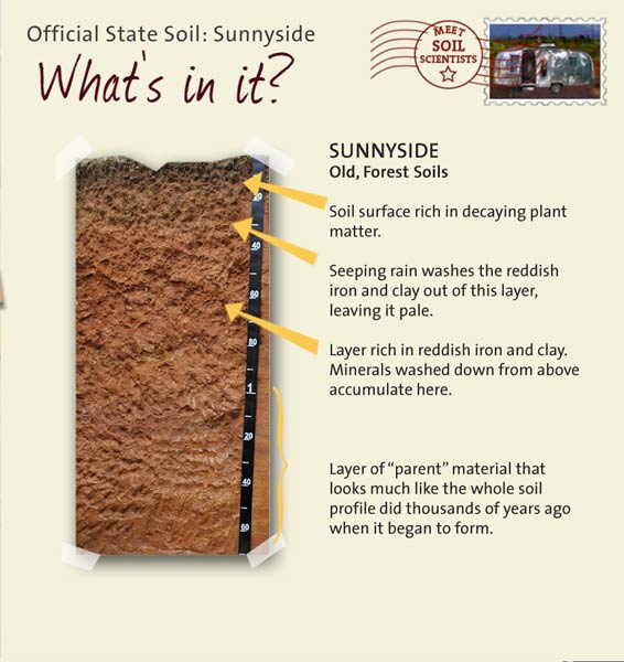 Official State Soil: Sunnyside 
April 25th 

This is a photo of the layers that make up a Sunnyside soil profile. Sunnyside: Old, Forest Soils. Layer 1: Soils surface rich in decaying plant matter. Layer 2: Seeping rain washes the reddish iron and clay out of this layer, leaving it pale. Layer 3: Layer rich in reddish iron and clay. Minerals washed down from above accumulate here. Layer 4: Layer of "parent" material that looks much like the whole soil profile did thousands of years ago when it began to form.