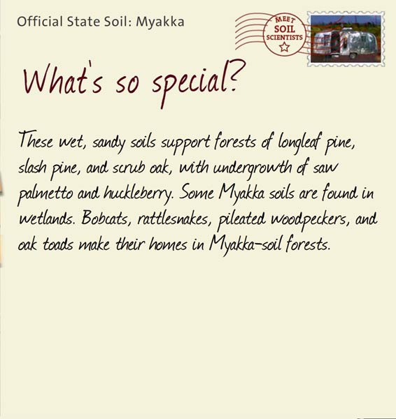 Official State Soil: Myakka 
December 9th 


These wet, sandy soils support forests of longleaf pine, slash pine, and scrub oak, with undergrowth of saw palmetto and huckleberry. Some Myakka soils are found in wetlands. Bobcats, rattlesnakes, pileated woodpeckers, and oak toads make their homes in Myakka-soil forests.
