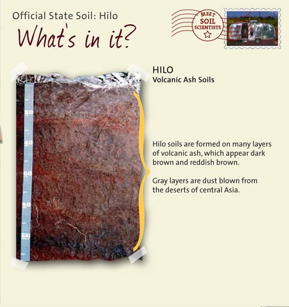 Official State Soil: Hilo 
November 9th 

This is a photo of the layers that make up a Hilo soil profile. Hilo: Volcanic Ash Soils. Layer 1: Hilo Soils are formed on many layers of volcanic ash, which appear dark brown and reddish brown. Gray layers are dust blown from the deserts of central Asia.