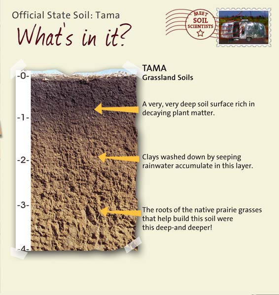 Official State Soil: Tama 
June 22nd 

This is a photo of the layers that make up a Tama soil profile. Tama: Grassland Soils. Layer 1: A very, very deep soil surface rich in decaying plant matter. Layer 2: Clays washed down by seeping rainwater accumulate in this layer. Layer 3: The roots of the native prairie grasses that help build this soil were this deep — and deeper!