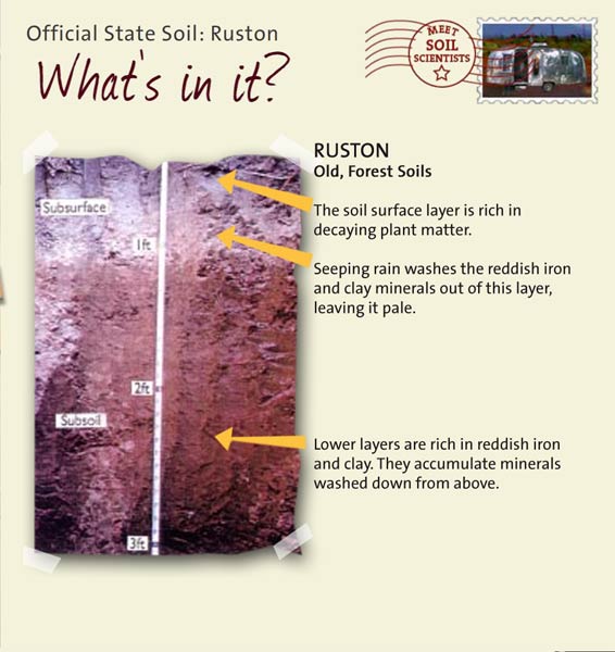 Official State Soil: Ruston 
April 13th 

This is a photo of the layers that make up a Ruston soil profile. Ruston: Old, Forest Soils. Layer 1: The soil surface layer is rich in decaying plant matter. Layer 2: Seeping rain washes the reddish iron and clay minerals out of this layer, leaving it pale. Layer 3: Lower layers are rich in reddish iron and clay. They accumulate minerals washed down from above.