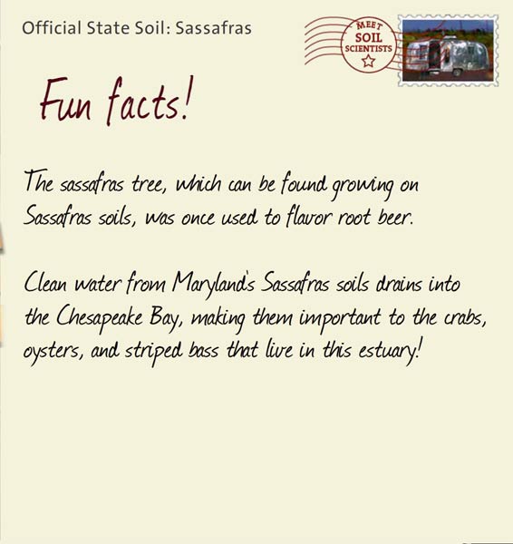 Official State Soil: Sassafras 
August 12th 


The sassafras tree, which can be found growing on Sassafras soils, was once used to flavor root beer.

Clean water from Maryland's Sassafras soils drains into the Chesapeake Bay, making them important to the crabs, oysters, and striped bass that live in this estuary!
