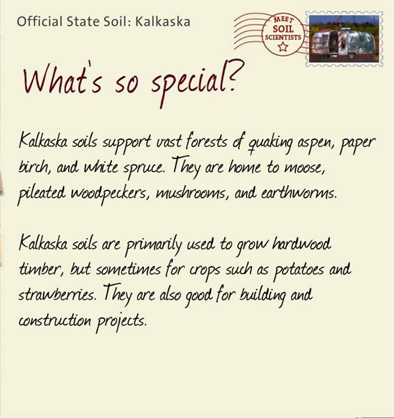 Official State Soil: Kalkaska 
December 20th 


Kalkaska soils support vast forests of quaking aspen, paper birch, and white spruce. They are home to moose, pileated woodpeckers, mushrooms, and earthworms. 

Kalkaska soils are primarily used to grow hardwood timber, but sometimes for crops such as potatoes and strawberries. They are also good for building and construction projects.

