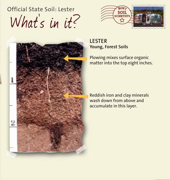 Official State Soil: Lester 
June 1st 

This is a photo of the layers that make up a Lester soil profile. Lester: Young, Forest Soils. Layer 1: Plowing mixes surface organic matter into the top eight inches. Layer 2: Reddish iron and clay minerals wash down from above and accumulate in this layer.