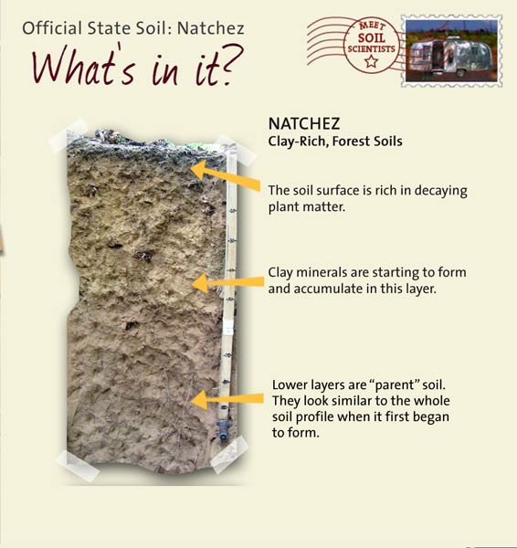 Official State Soil: Natchez 
June 19th 

This is a photo of the layers that make up a Natchez soil profile. Natchez: Clay-Rich, Forest Soils. Layer 1: The soil surface is rich in decaying plant matter. Layer 2: Clay minerals are starting to form and accumulate in this layer. Layer 3: Lower layers are "parent" soil. They look similar to the whole soil profile when it first began to form.