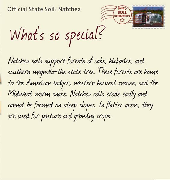 Official State Soil: Natchez 
June 19th 


Natchez soils support forests of oaks, hickories, and southern magnolia-the state tree. These forests are home to the American badger, western harvest mouse, and the Midwest worm snake. Natchez soils erode easily and cannot be farmed on steep slopes. In flatter areas, they are used for pasture and growing crops. 
