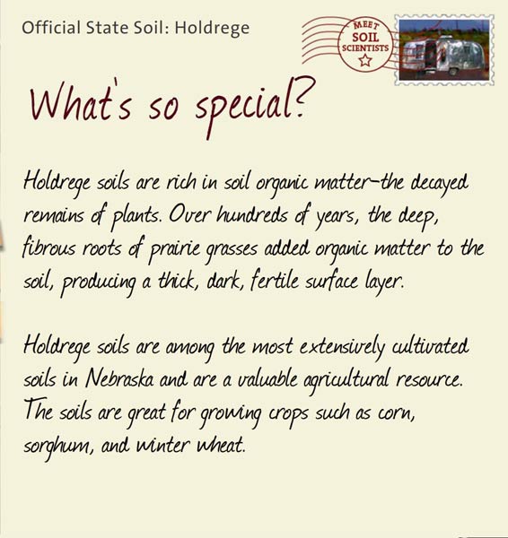 Official State Soil: Holdrege 
September 13th 


Holdrege soils are rich in soil organic matter-the decayed remains of plants. Over hundreds of years, the deep, fibrous roots of prairie grasses added organic matter to the soil, producing a thick, dark, fertile surface layer.

Holdrege soils are among the most extensively cultivated soils in Nebraska and are a valuable agricultural resource. The soils are great for growing crops such as corn, sorghum, and winter wheat.
