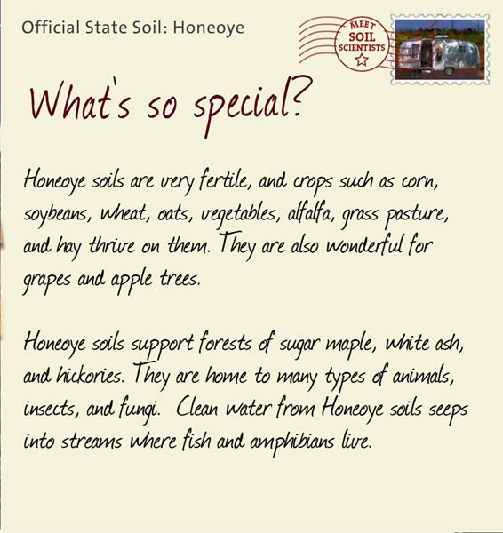 Official State Soil: Honeoye 
June 21st 


Honeoye soils are very fertile, and crops such as corn, soybeans, wheat, oats, vegetables, alfalfa, grass pasture, and hay thrive on them. They are also wonderful for grapes and apple trees. 

Honeoye soils support forests of sugar maple, white ash, and hickories. They are home to many types of animals, insects, and fungi.  Clean water from Honeoye soils seeps into streams where fish and amphibians live.
