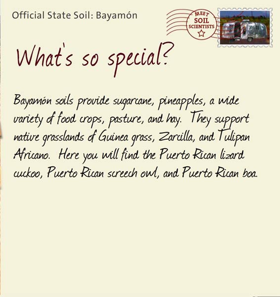 Official State Soil: Bayamón 
December 15th 


Bayamón soils provide sugarcane, pineapples, a wide variety of food crops, pasture, and hay.  They support native grasslands of Guinea grass, Zarcilla, and Tulipan Africano.  Here you will find the Puerto Rican lizard cuckoo, Puerto Rican screech owl, and Puerto Rican boa. 
