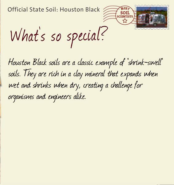 Official State Soil: Houston Black 
November 24th 


Houston Black soils are a classic example of "shrink-swell" soils. They are rich in a clay mineral that expands when wet and shrinks when dry, creating a challenge for organisms and engineers alike.
