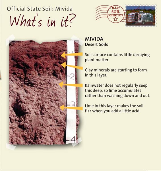 Official State Soil: Mivida 
March 27th 

This is a photo of the layers that make up a Mivida soil profile. Mivida: Desert Soils. Layer 1: Soil surface contains little decaying plant matter. Layer 2: Clay minerals are starting to form in this layer. Layer 3: Rainwater does not regularly seep this deep, so lime accumulates rather than washing down and out. Layer 4: Lime in this layer makes the soil fizz when you add a little acid.