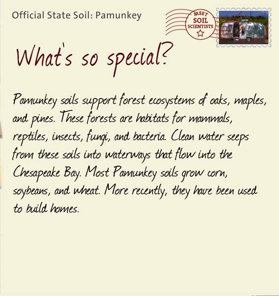 Official State Soil: Pamunkey 
June 16th 


Pamunkey soils support forest ecosystems of oaks, maples, and pines. These forests are habitats for mammals, reptiles, insects, fungi, and bacteria. Clean water seeps from these soils into waterways that flow into the Chesapeake Bay. Most Pamunkey soils grow corn, soybeans, and wheat. More recently, they have been used to build homes.

