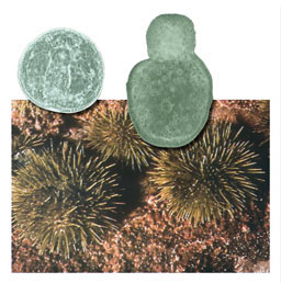 Sea Urchins