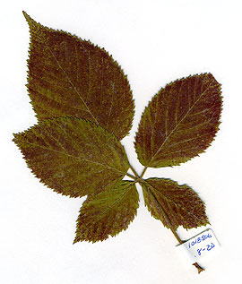 Plant Leaf damaged by ozone levels