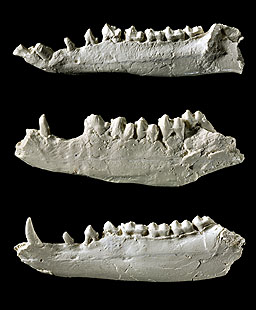 Ectocion Jaw Bones