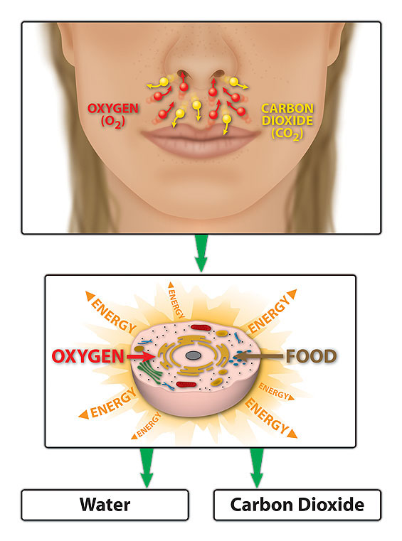 illustration of aerobic respiration