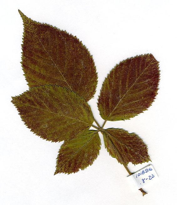ozone damaged leaf
