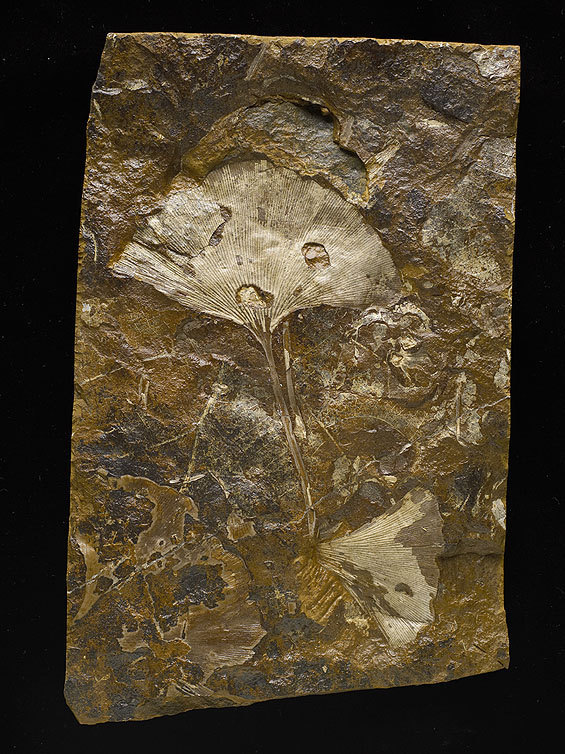ginkgo fossil