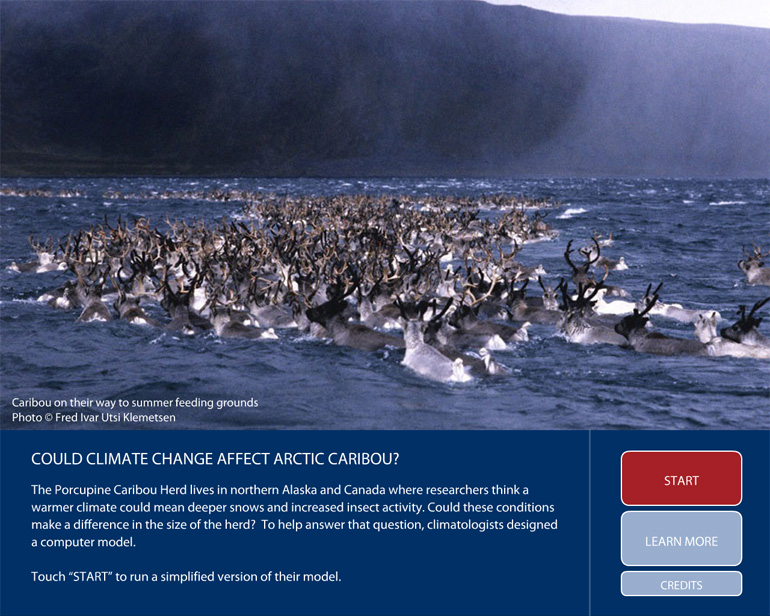 Caribou herd swimming through water on their migration