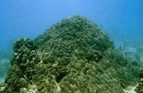 Coral Reef