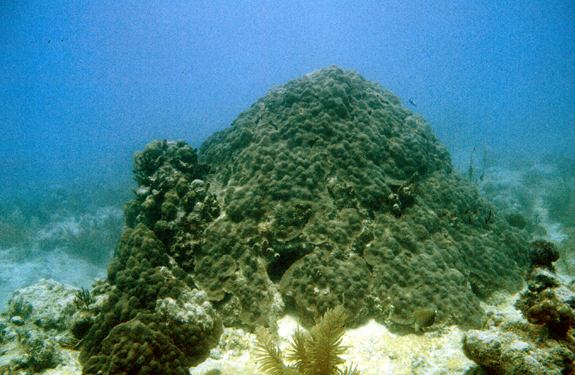 Coral Reef