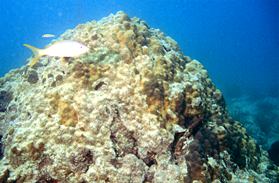 Coral Reef