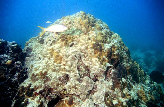 Coral Reef