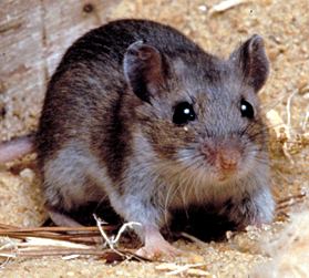 Deer mouse