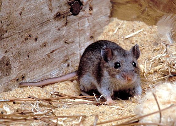 Deer mouse