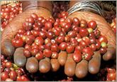 Bountiful Harvest