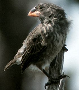 Medium ground finch