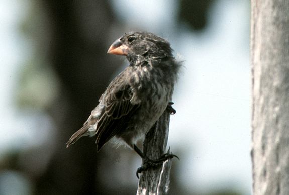 Medium ground finch