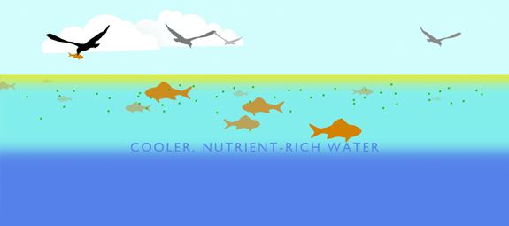 Fish Feed