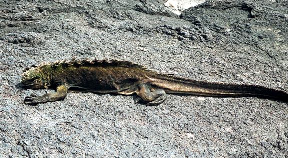 Iguana