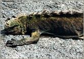 Iguana