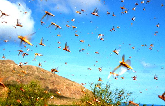 Locust swarm