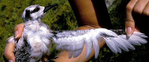 White Fairy Tern Chick