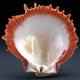 Spondylus shell