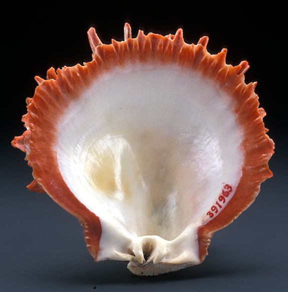 Spondylus shell