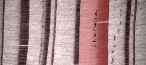 Thicker Tree Rings