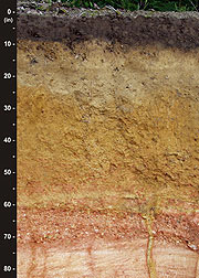 Old, clay-rich