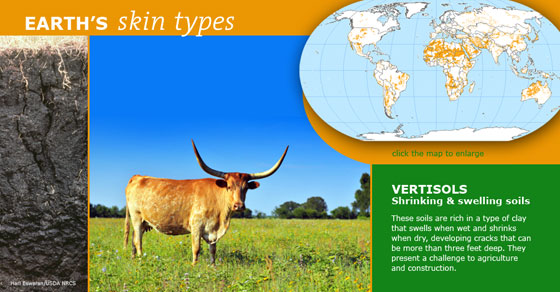 Earth's Skin Types