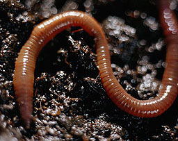 Earthworm, Megascolides australis