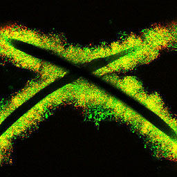 Geobacter growing on wire electrodes